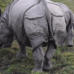 Great Rhino Deluxe слот - профессиональный анализ игровых механик