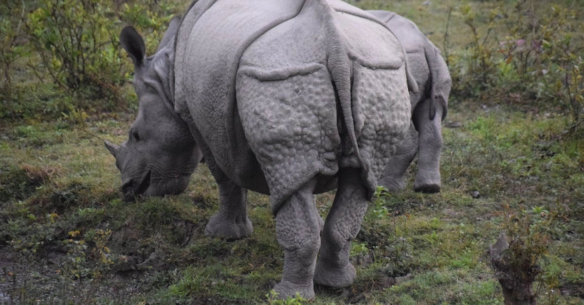 Great Rhino Deluxe слот - профессиональный анализ игровых механик